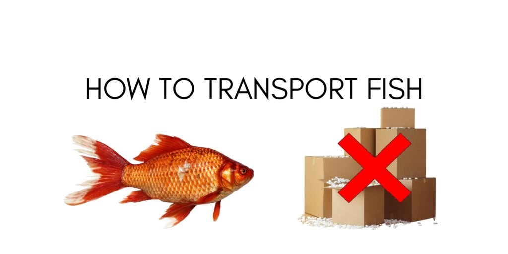 how to transport fish
