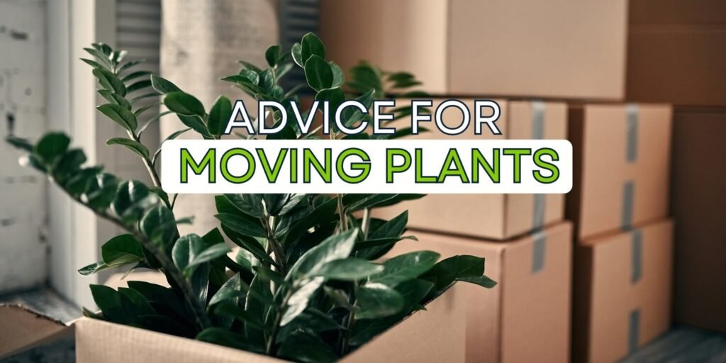 moving plants